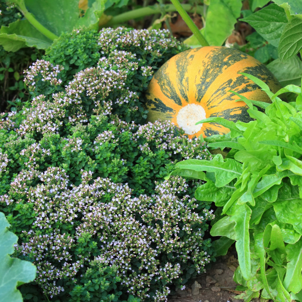 Création potager en permaculture